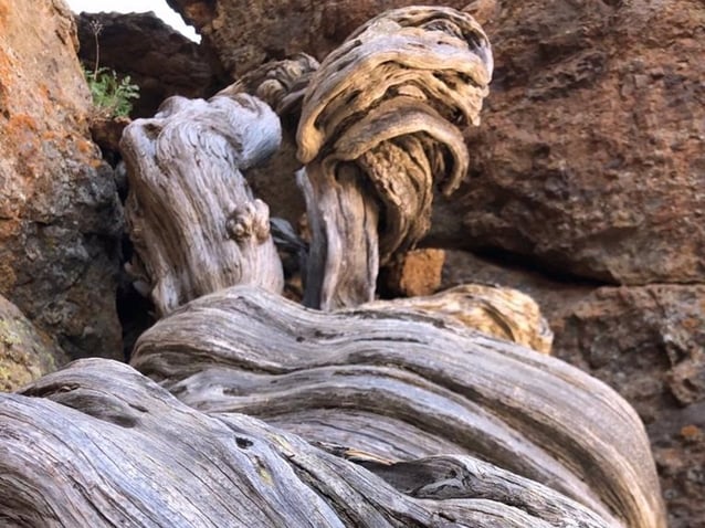 El árbol milenario más antiguo de Europa se encuentra en Tenerife