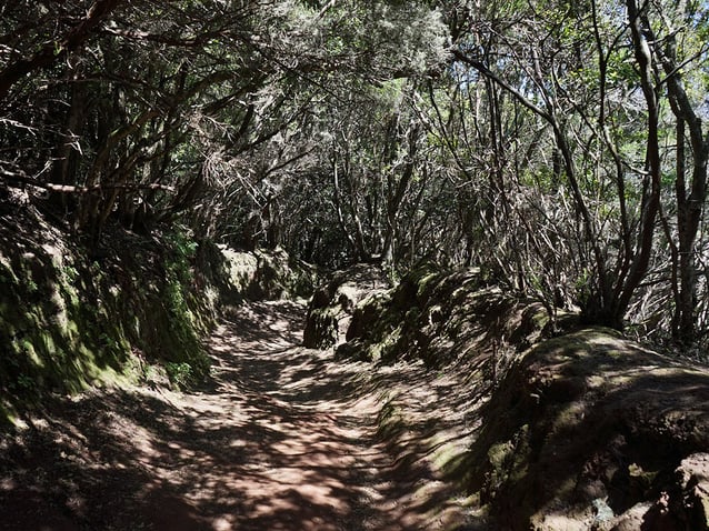 Laurel forests and parks in Tenerife close to Abama Resort