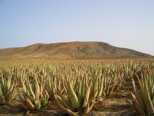 Aloe vera planta: Descubre todas sus propiedades medicinales y estéticas 